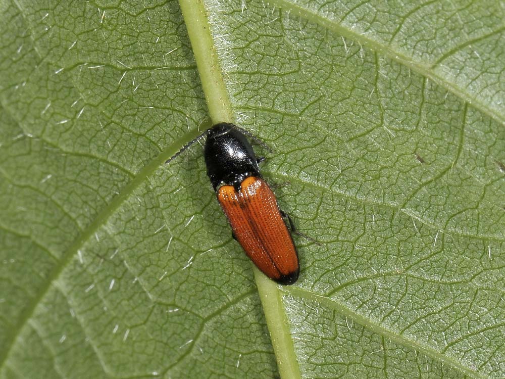 Ampedus glycereus (ex A. elongatulus)